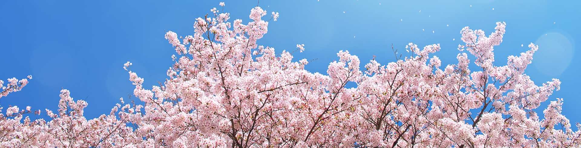 訪問看護ステーション桜の喜