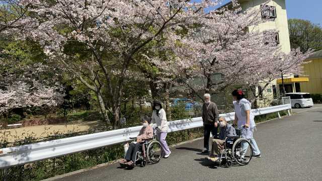 近所の桜を見ながらのお散歩